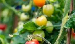 无锡吃瓜爆料公司地址,揭秘美食背后的秘密基地