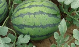 吃瓜爆料比较准的yxh,吃瓜爆料，权威yxh带你直击真相现场