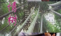 亲情树电视剧,枝繁叶茂，守望相助的温情岁月